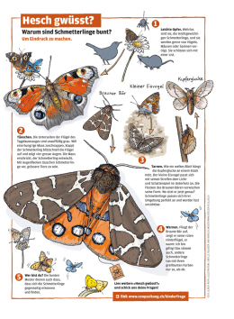 Schmetterling | Tierlexikon für Kinder