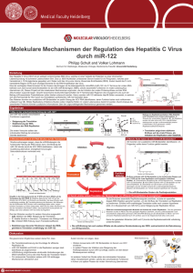 Molekulare Mechanismen der Regulation des Hepatitis C Virus