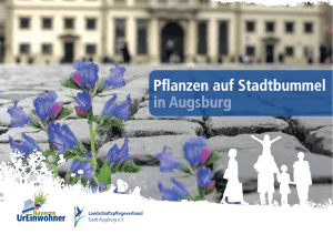 Pflanzen auf Stadtbummel in Augsburg