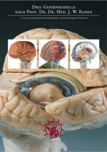 Drei Gehirnmodelle nach Prof. Dr. Dr. Med. JW Rohen