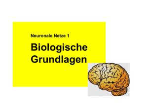 Biologische Grundlagen (1): Gehirn und Nervensystem