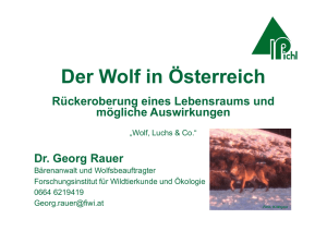 Wolf in Österreich_Rauer - jagdschutz