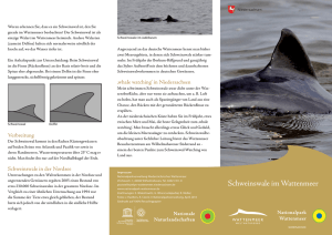 Schweinswale im Wattenmeer