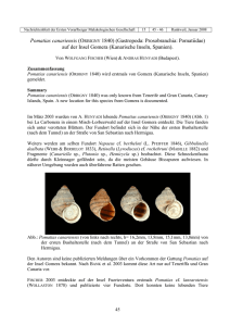 Pomatias canariensis (ORBIGNY 1840) (Gastropoda: Prosobranchia