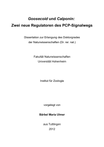 Zwei neue Regulatoren des PCP-Signalwegs