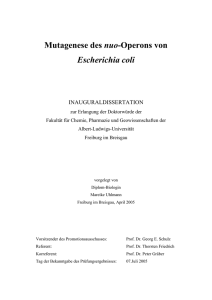 Mutagenese des nuo-Operons von Escherichia coli