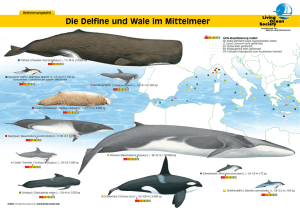 Die Delfine und Wale im Mittelmeer