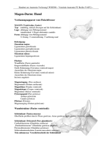 Magen-Darm: Hund - Vetmed. FU Berlin