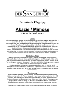 Akazie / Mimose