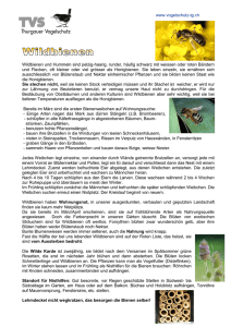 www.vogelschutz-tg.ch Wildbienen und Hummeln sind pelzig