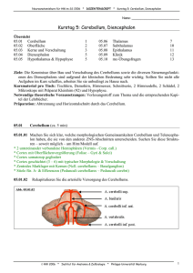 Kurstag 5: Cerebellum, Diencephalon