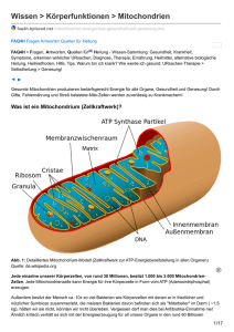 Wissen > Körperfunktionen > Mitochondrien - FAQ4H
