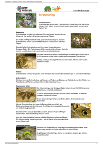 Schmetterling | Tierlexikon für Kinder