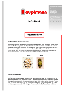 Teppichkäfer - Hauptmann GmbH