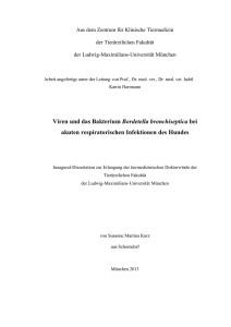 Viren und das Bakterium Bordetella bronchiseptica bei akuten