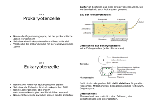 Prokaryotenzelle Eukaryotenzelle