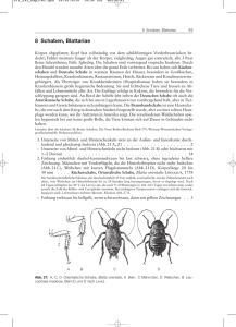 8 Schaben, Blattariae - Spektrum der Wissenschaft