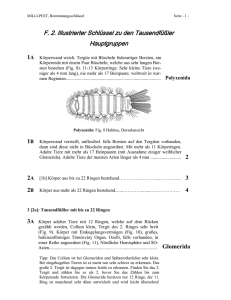 F. 2. Illustrierter Schlüssel zu den Tausendfüßler Hauptgruppen