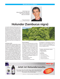 Holunder (Sambucus nigra)