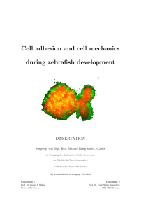 Cell adhesion and cell mechanics during zebrafish development