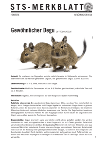 Gewöhnlicher Degu - Schweizer Tierschutz STS