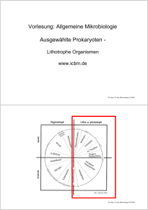 Ausgewählte Prokaryoten: Lithotrophe