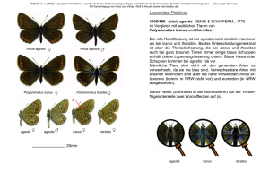 Lycaenidae: Plebijinae 1106/186 Aricia agestis