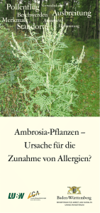 ambrosia pflanzen