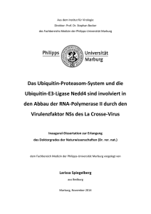 Das Ubiquitin-Proteasom-System und die Ubiquitin-E3