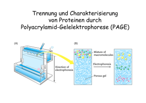 Trennung und Charakterisierung von Proteinen durch Polyacrylamid