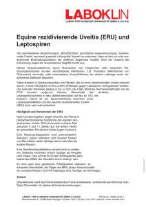 Equine rezidivierende Uveitis (ERU) und Leptospiren