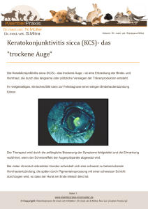 Keratokonjunktivitis sicca (KCS) - Kleintierpraxis Dr. Nina Müller