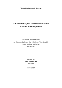 Charakterisierung der Yersinia enterocolitica - Ti