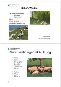 Schafe Weiden - Schafe Luzern