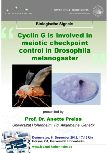 Cyclin G is involved in meiotic checkpoint control in Drosophila