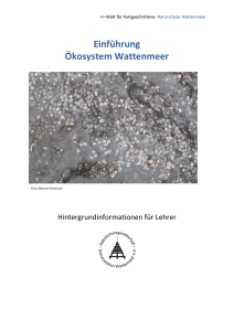 Einführung Ökosystem Wattenmeer