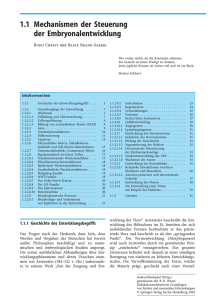 1.1 Mechanismen der Steuerung der Embryonalentwicklung