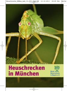 Heuschrecken in München - BUND Naturschutz Kreisgruppe München