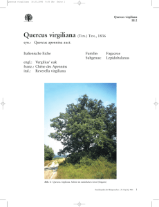 Quercus virgiliana