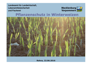 Pflanzenschutz im Winterweizen, Herr Hahn, LALLF (PDF 1,45 MB)