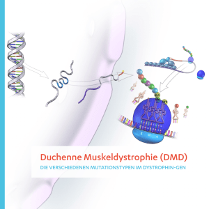 Die verschiedenen Mutationstypen im Dystrophin-Gen