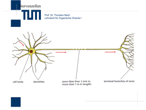Signaltransduktion und Nervengifte  - TUM