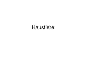 Haustiere - pmgdeutsch