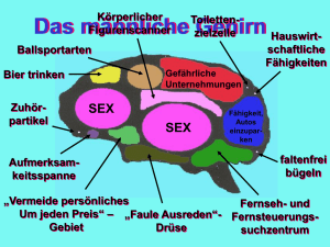 Das menschliche Gehirn.pps