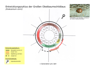 Lebenszyklus der Großen Obstbaumschildlaus