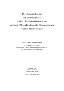 Der Elektronentransfer der Escherichia coli NADH:Ubichinon