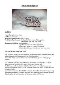 Der Leopardgecko - Tierschutzverein