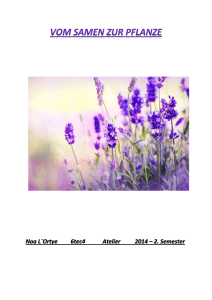 Vom Samen zur Pflanze Noa L`Ortye 6tec4 Atelier 2014 – 2. Semester