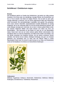 Schöllkraut / Chelidonium majus