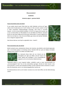 Korbblütler - artemisia vulgaris - gemeiner Beifuß 1607